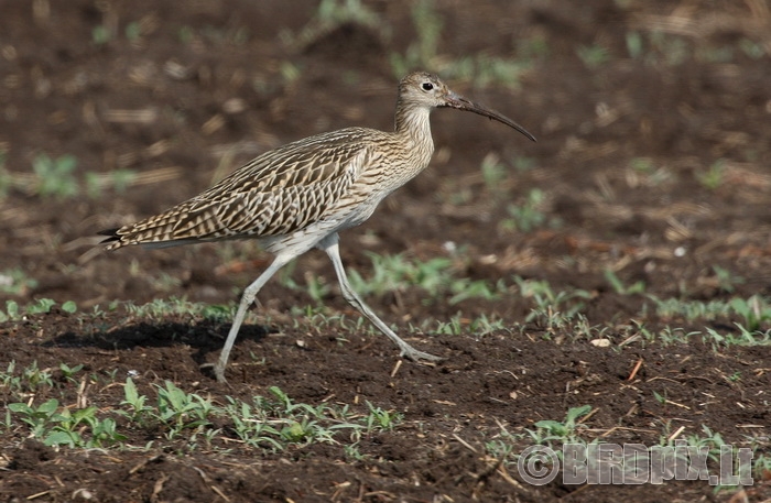 Skubiai reikalingi duomenys apie perinčius tetervinus ir didžiąsias kuolingas