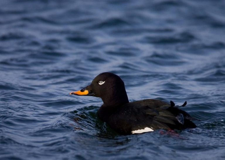 Įvairių šalių ornitologai Vilniuje buvo susitikę aptarti rengiamą globaliai nykstančios nuodėgulės apsaugos planą