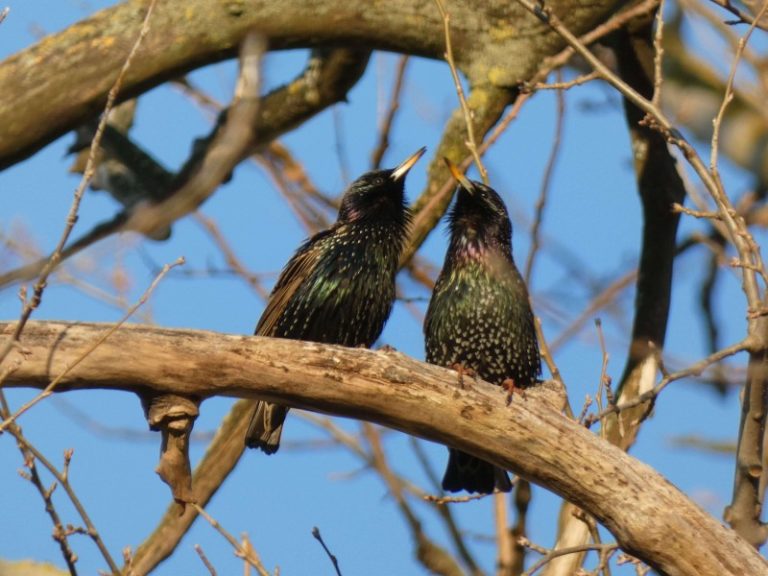 40-ies paukščių diena: kaip klimato pokyčiai veikia paukščių migraciją