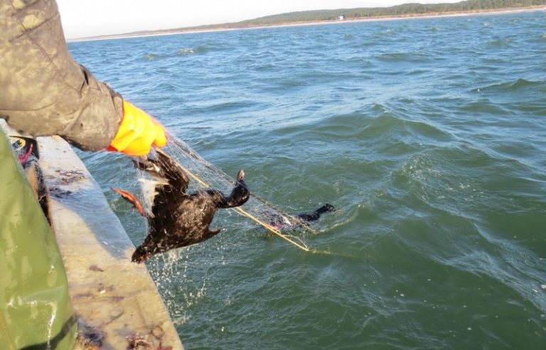 Ornitologai ir žvejai ieško efektyvių priemonių, mažinančių vandens paukščių žūtį žvejybiniuose tinkluose