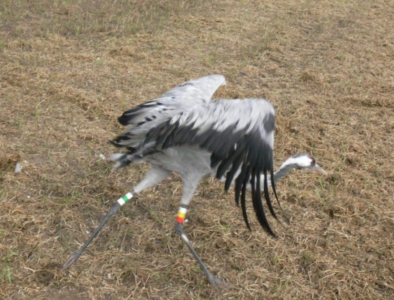 Pilkoji gervė: Lietuva – Lenkija – Vokietija – Prancūzija – Ispanija