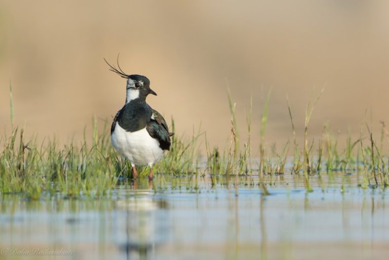 Pempės ateitis Lietuvoje – ar išsaugosime šį pavasario pranašą?