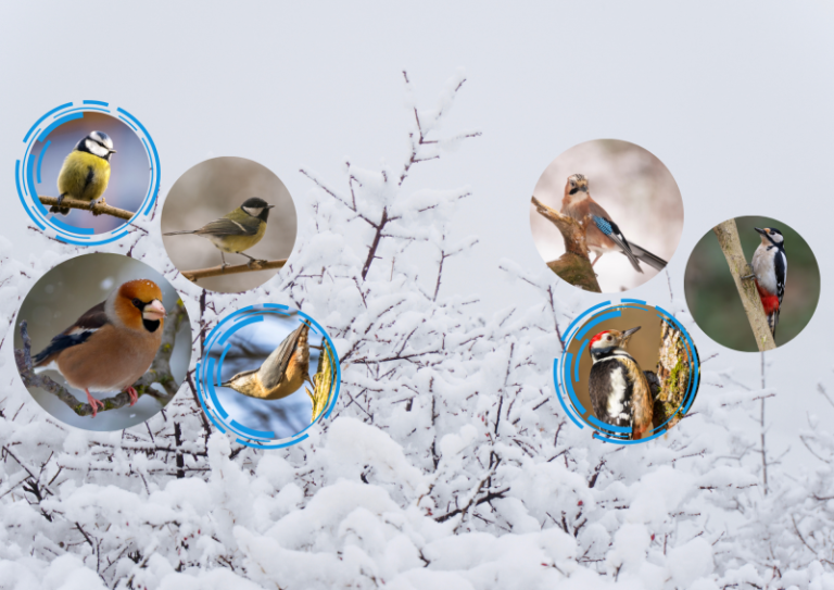 Kviečiame į edukaciją „Žiemojantys paukščiai“