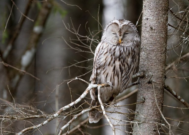 Metas pradėti ieškoti pelėdų