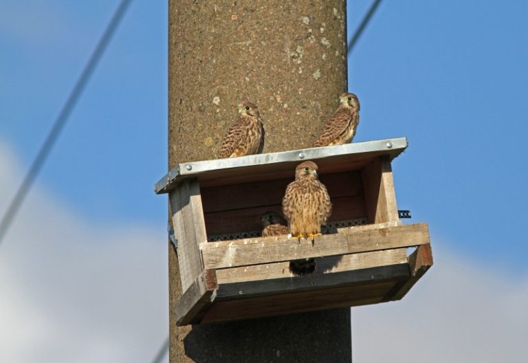 Tarptautiniame seminare bus aptariami paukščių apsaugos gerinimo elektros perdavimo tinkluose klausimai