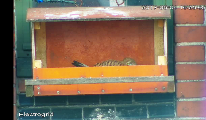 Stebėkite pelėsakalių transliaciją