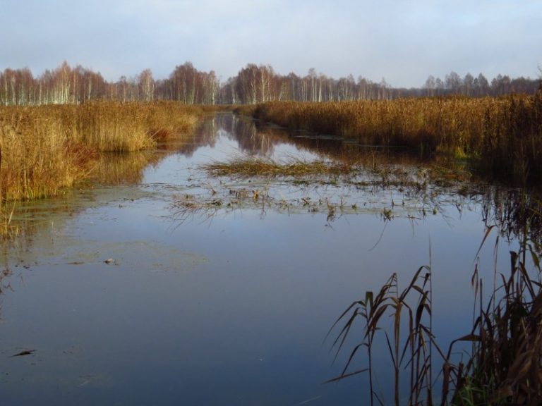 Pasaulinę pelkių dieną pasitinka ir atsikurianti Tyrulių pelkė