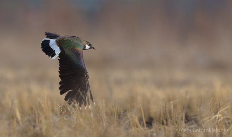 Jau planuojami 2023 metų įprastų paukščių monitoringo stebėjimai