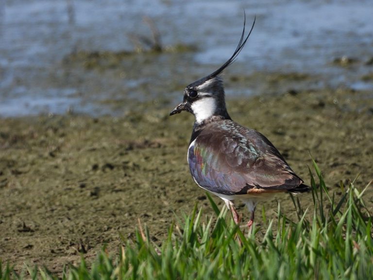Pempės diena: jau stebimi šių paukščių tuoktuvių šokiai