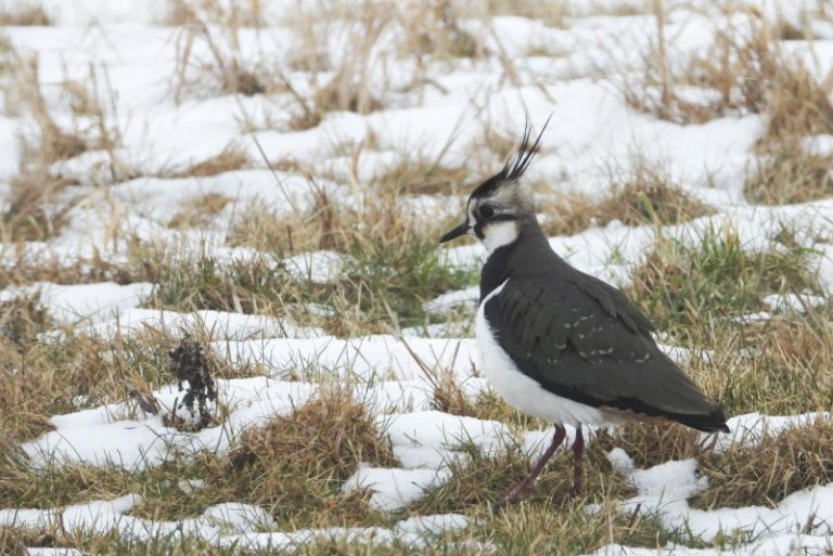 Kovo 19 d. – pempės diena