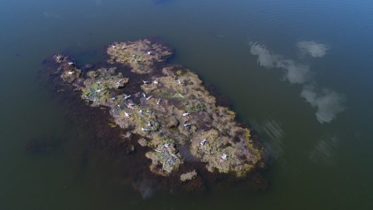 Vasaknų biosferos poligone upinėms žuvėdroms neleidžiama išauginti jauniklių antrą kartą per sezoną