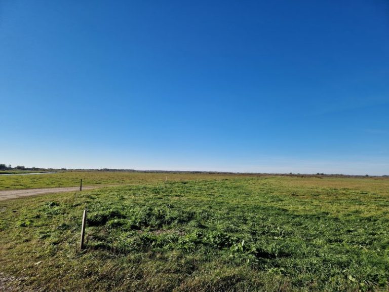 Ekspertai aplankė atkurtas pievas, kuriose aptinkamos migruojančios žąsys