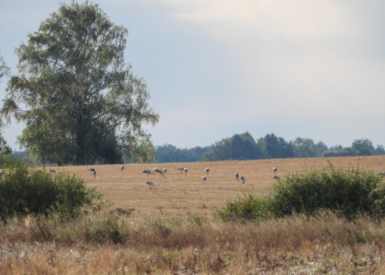 Spalio 5 d. kviečiame palydėti paukščius kartu su LOD nariais Žuvinte ir Meteliuose