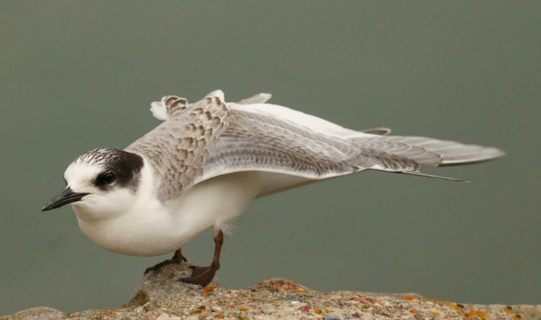 Nauja LOD iniciatyva – paukščių pažinimo kursai pažengusiems