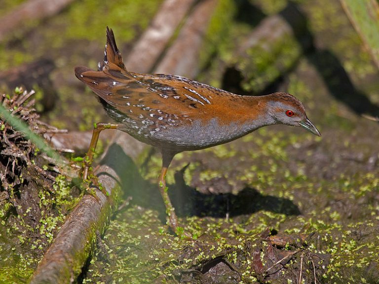 Aptikta nauja Lietuvai paukščių rūšis nustebino savo gausa