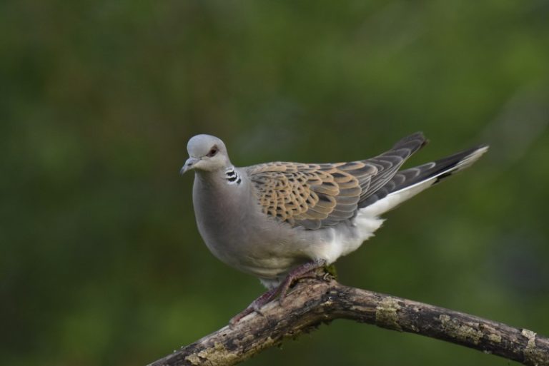 Paprastasis purplelis – 2021 Metų paukštis