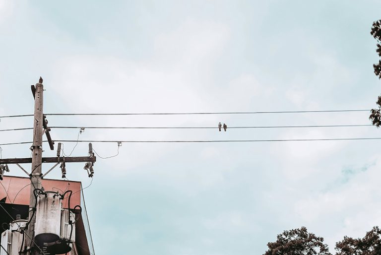 Su Litgrid tartasi paukščių apsaugos elektros perdavimo tinkle klausimais