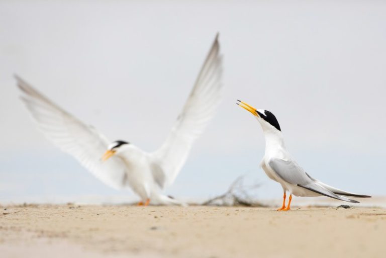 Filmas apie žuvėdras