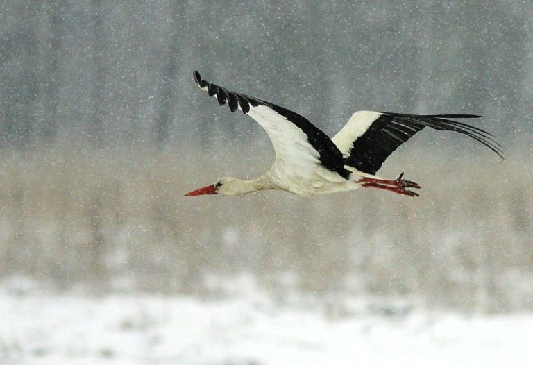 Į Lietuvą perėti grįžta gandrai
