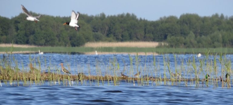 Gamtotvarkos darbai duoda gerus rezultatus – Atmatos salelių pavyzdys