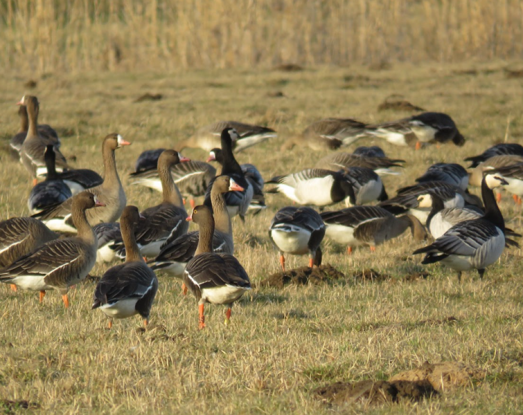 Kviečiame ūkininkus, žemės ūkio ir gamtosaugos specialistus į renginį „Ūkininkavimas santarvėje su žąsimis“