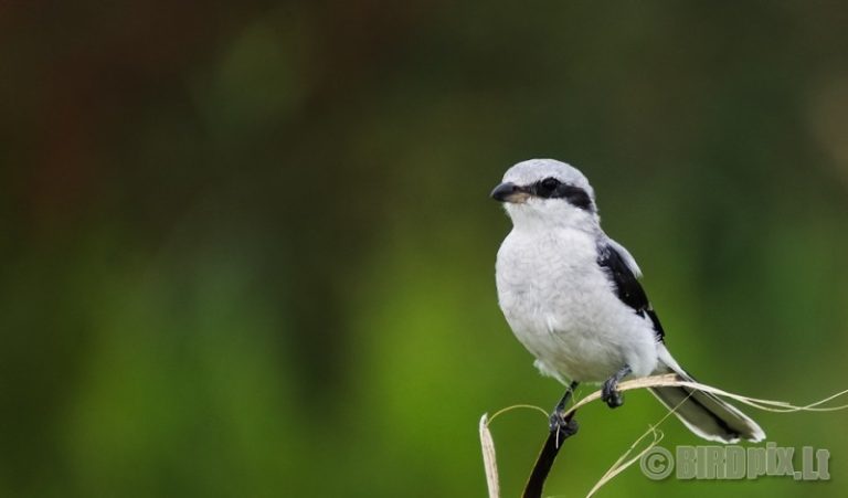 2015-2016 metų žiemos paukštis – plėšrioji medšarkė