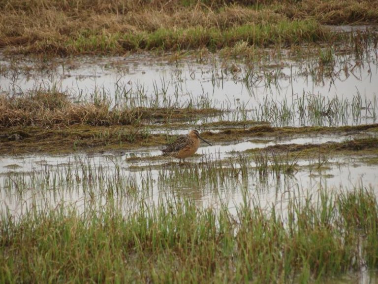 Nauja IUCN Red List of Threatened Species™ ataskaita atskleidžia migruojančių sėjikinių paukščių populiacijų mažėjimą