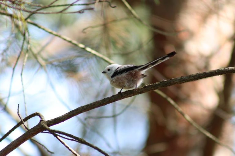 Kovo 10 d. –  40-ies paukščių diena