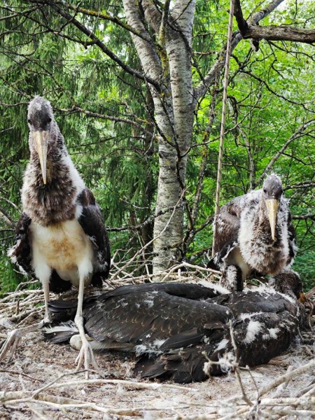 Iškelti trys dirbtiniai lizdai