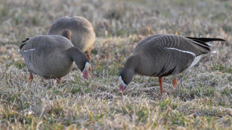 Stebėta pirmoji mažoji žąsis Lietuvoje