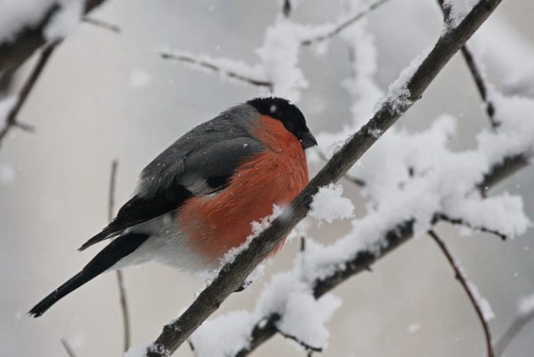 Lapkričio 28 d. 12 val. kviečiame į didžiosios lesyklos atidarymą Žvėryne!