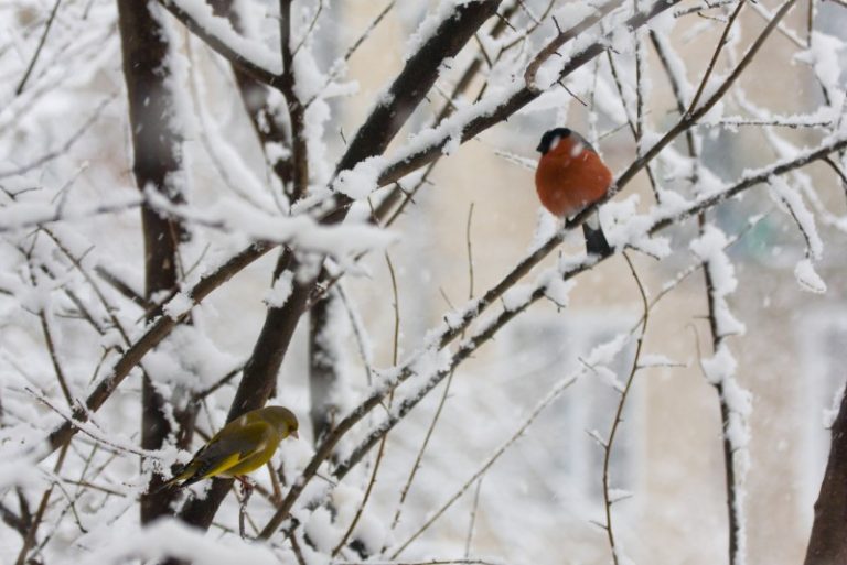 Kviečiame į renginį „Pažinkime žiemojančius paukščius drauge“