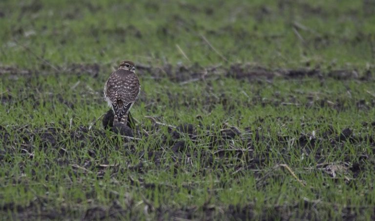 Sparnuočiai išskrenda