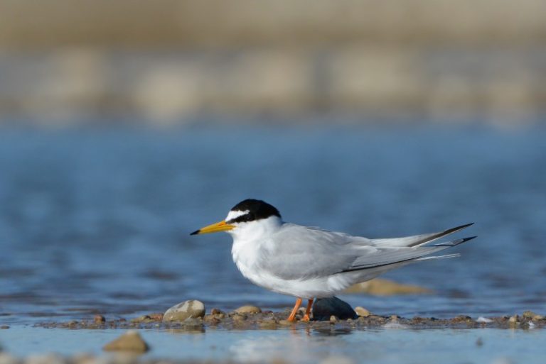 Grynas.lt reportažas – Nemune pilamos dirbtinės salos: gyventojų prašoma prie jų nesiartinti