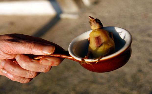 Užkirskime kelią neteisėtoms paukščių žudynėms Pracūzijoje savo parašu