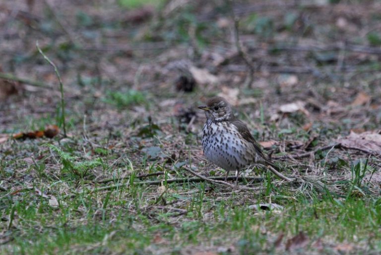 Pavasaris įsibėgėja