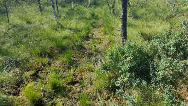 Vasario 2 d. – Pasaulinė pelkių diena