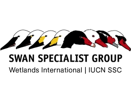 Mažųjų gulbių apskaita