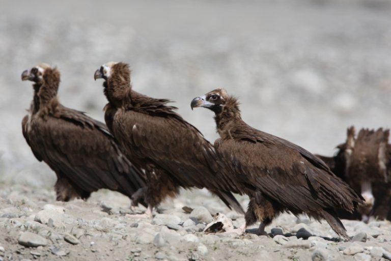 Europos Sąjungos Paukščių direktyvai – 40 metų (atnaujinta, video)