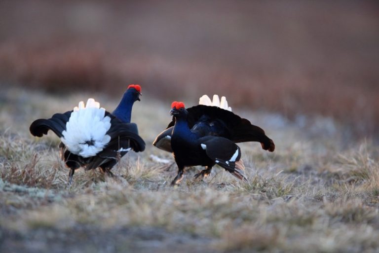 Kviečiame aplankyti Lietuvos ornitologų draugijos stendą parodoje ADVENTUR 2018