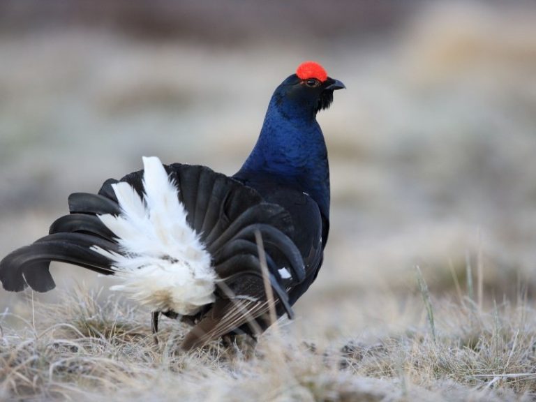 Artėja tetervinų apskaitų metas