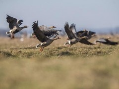 Mažosios žąsies svarbiausių teritorijų tinklo apsauga prisitaikant prie klimato kaitos
