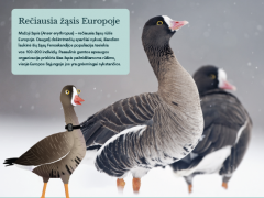 Išleistas 2024 m. LIFE LWfG Climate projekto kalendorius – draugijos narius kviečiame atsiimti