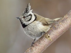 Kalėdinis paukščių stebėjimo maratonas 2015