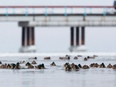 Kviečiame dalyvauti žiemojančių vandens paukščių apskaitose  (atnaujinta)