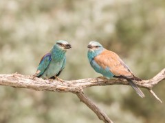 Kviečiame į renginį „Žalia varna 2022“