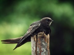 Siekiant išsaugoti čiurlių lizdavietes skiriama parama renovuojamuose daugiabučiuose