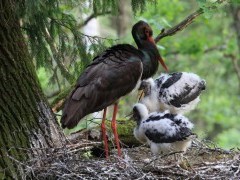 Kviečiame skirti 1,2 proc. GPM Lietuvos ornitologų draugijos iniciatyvoms!