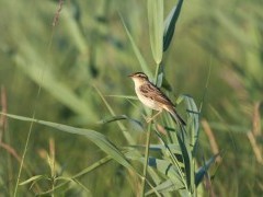 Balandžio 1-oji – Pasaulinė paukščių diena
