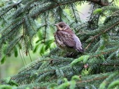 Kaip elgtis radus paukščio jauniklį?